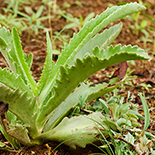 Kalanchoe lanceolata
